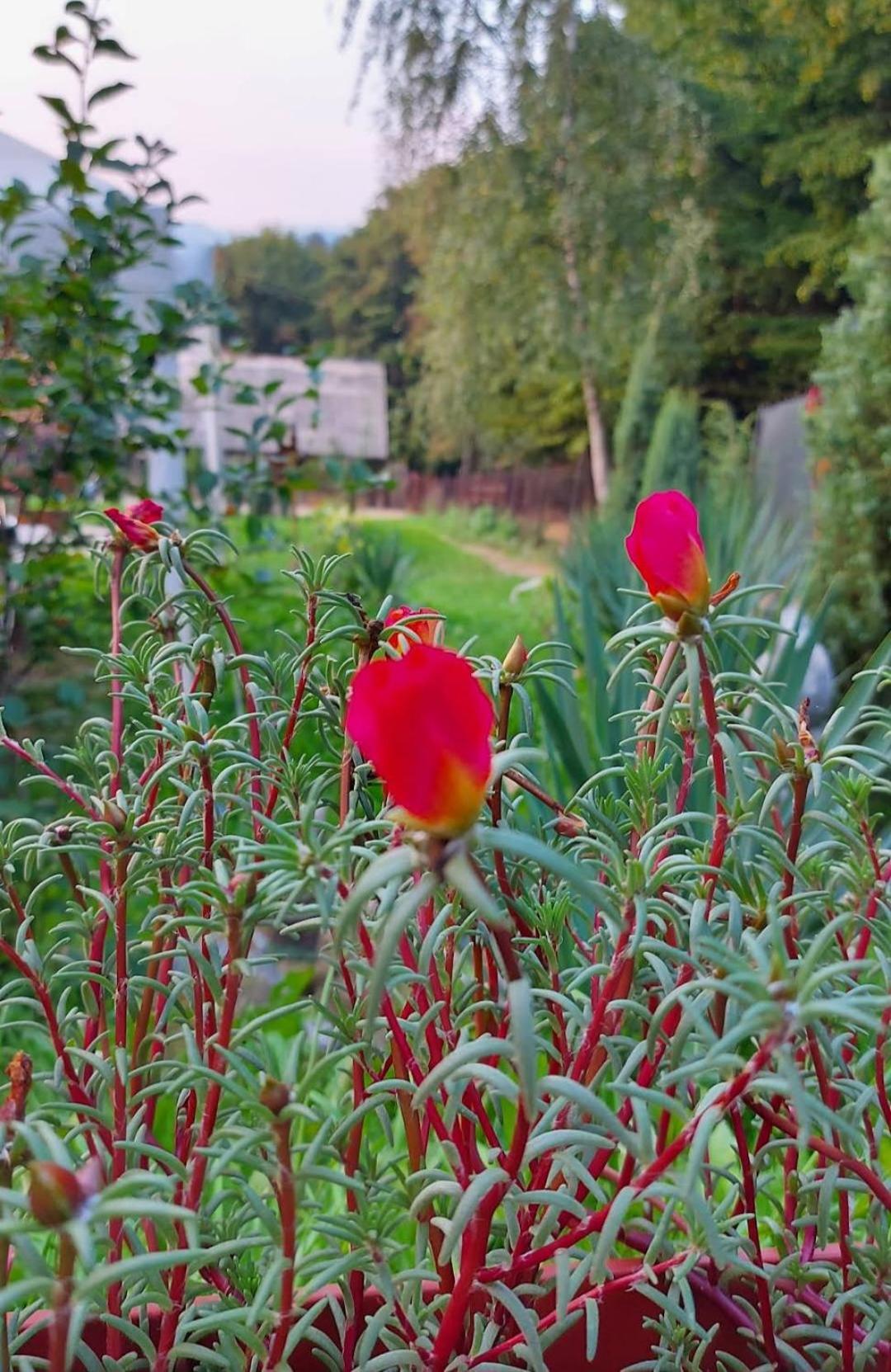 Mala Farma Nani Villa วิโซโค ภายนอก รูปภาพ